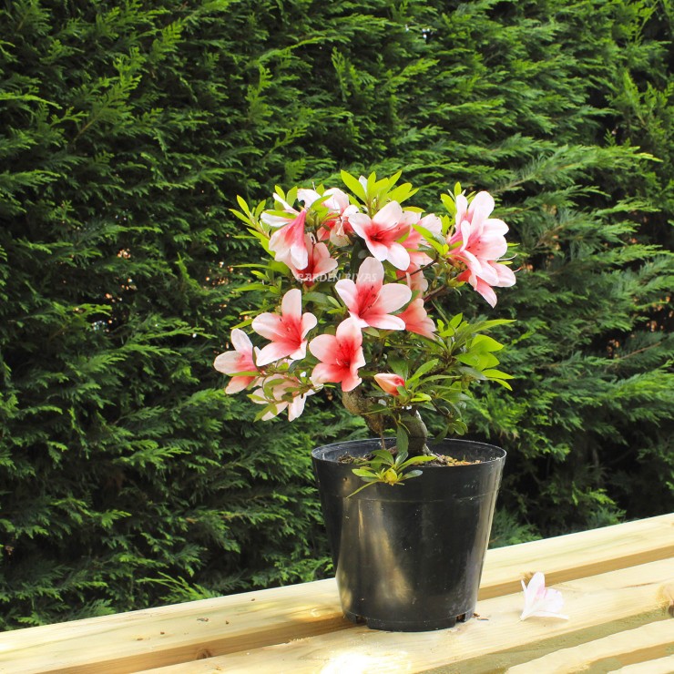 Rhododendron indicum, importación Japón