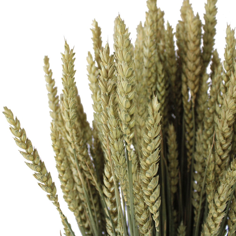 Precios de espigas de trigo — Floresfrescasonline
