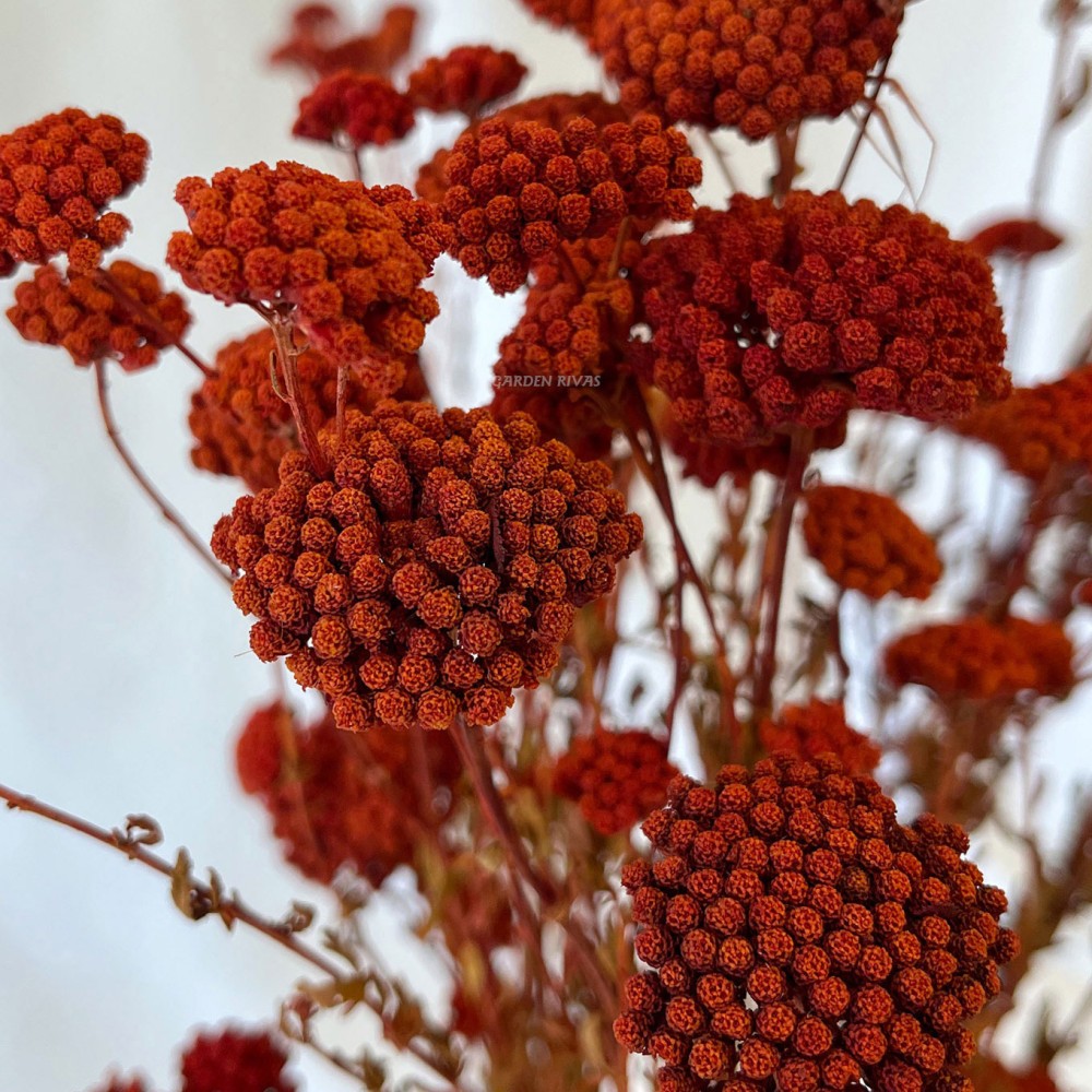 Achillea silvestre, 60cm. Preservado.