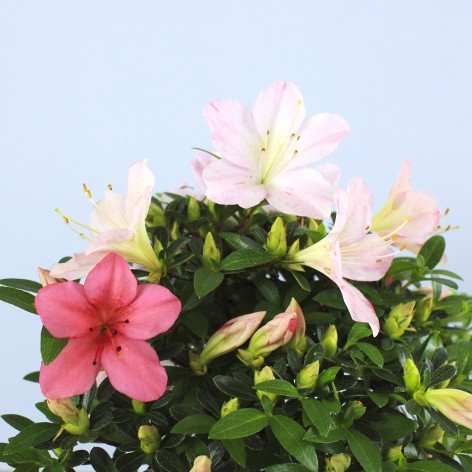 Rhododendron indicum, importación Japón. Exterior.