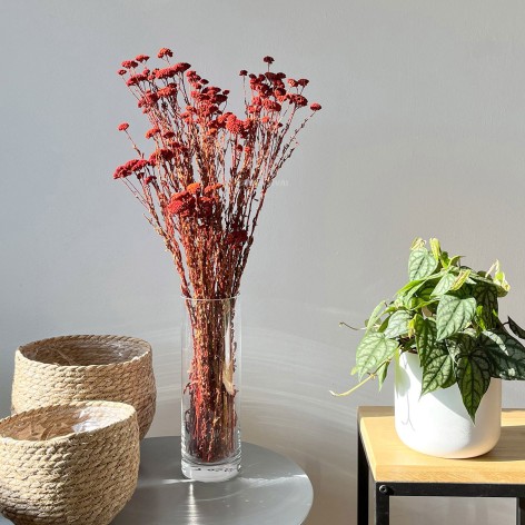 Achillea silvestre, 60cm. Preservado.