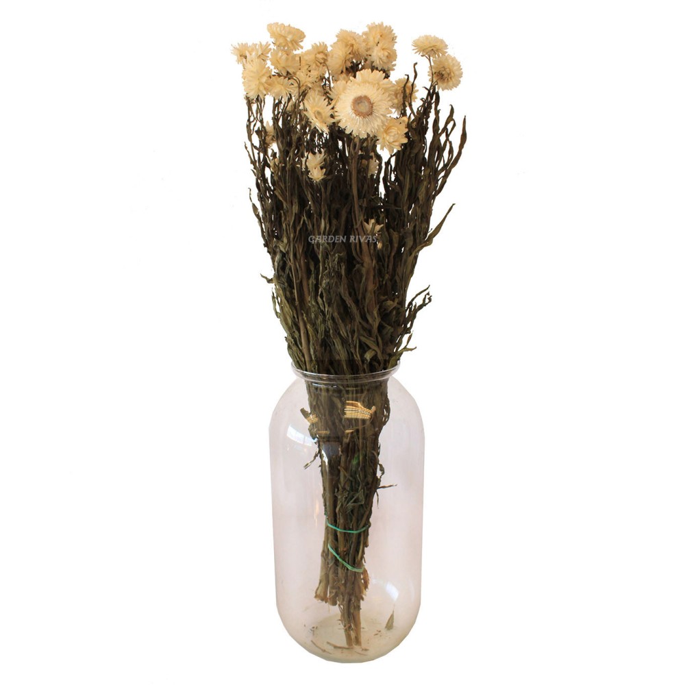 Helichrysum, 55cm. Preservado.