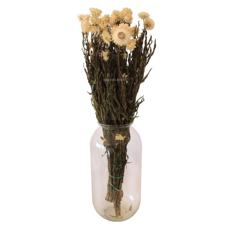 Helichrysum, 55cm. Preservado.