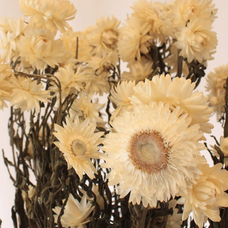 Helichrysum, 55cm. Preservado.