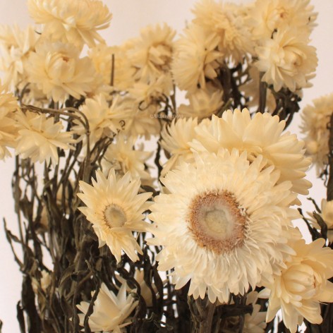 Helichrysum, 55cm. Preservado.