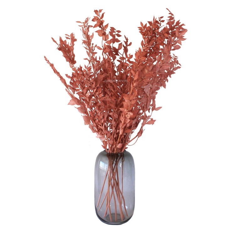 Ruscus, 70cm. Preservado.