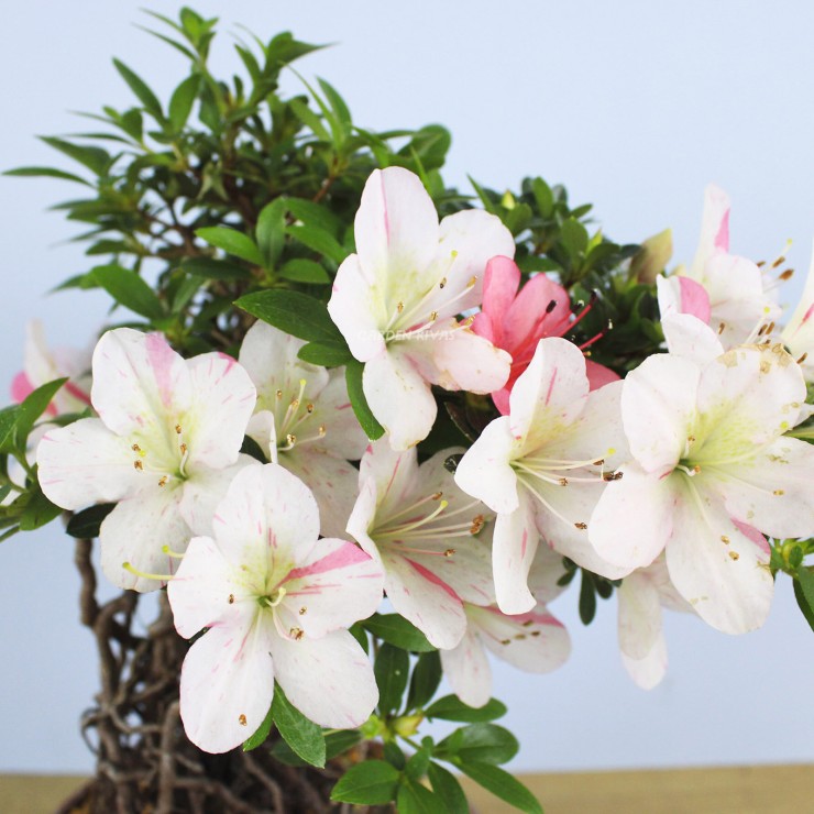 Rhododendron indicum, importación Japón .exterior