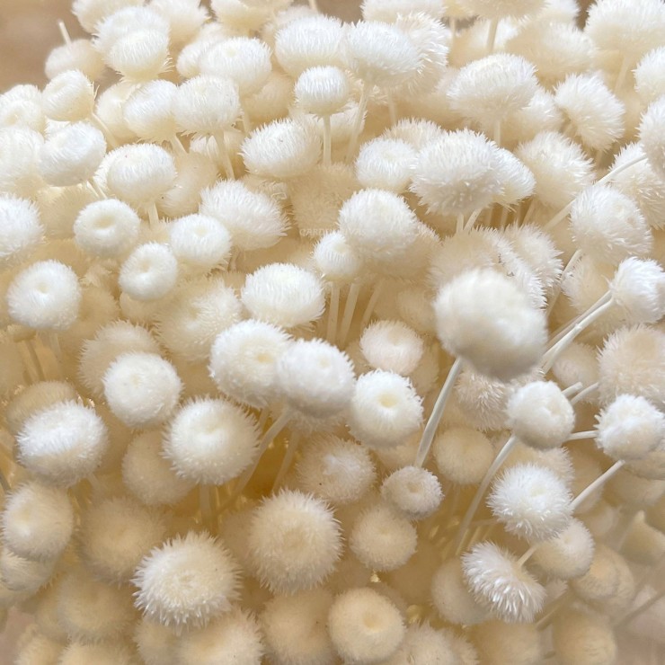 Amarelino, 35cm. Preservado.