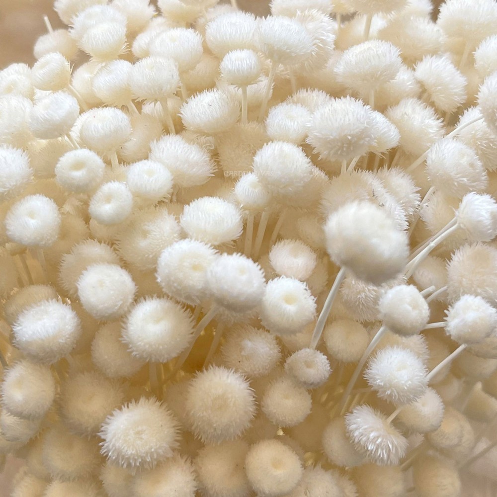 Amarelino, 35cm. Preservado.