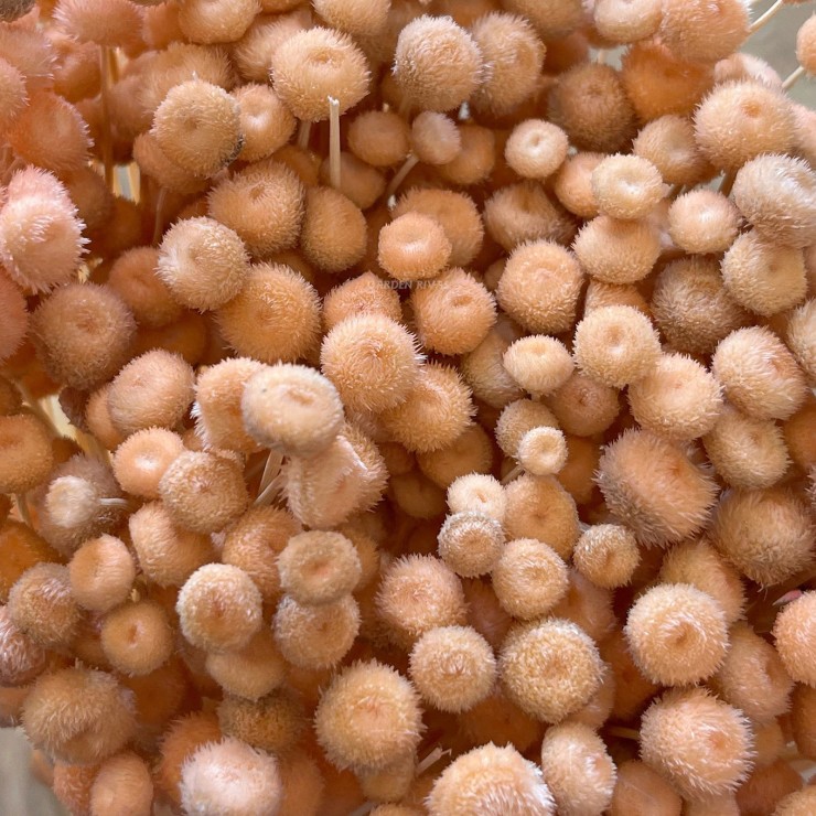 Amarelino, 35cm. Preservado.