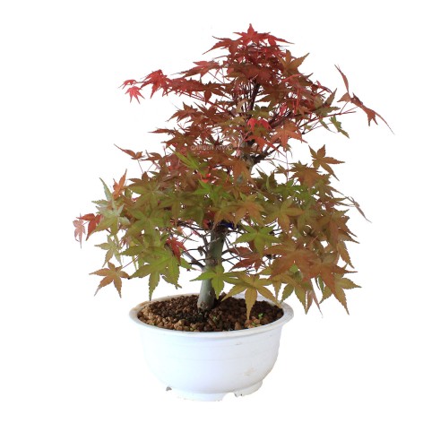 ACER PALMATUM DESHOJO