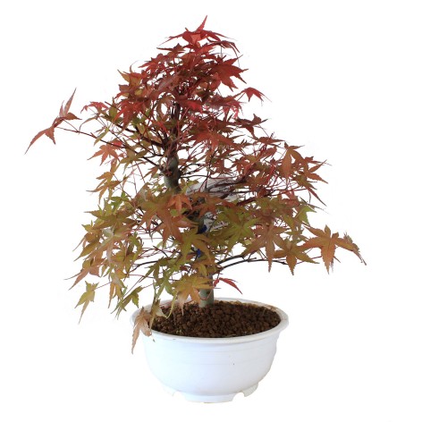 ACER PALMATUM DESHOJO