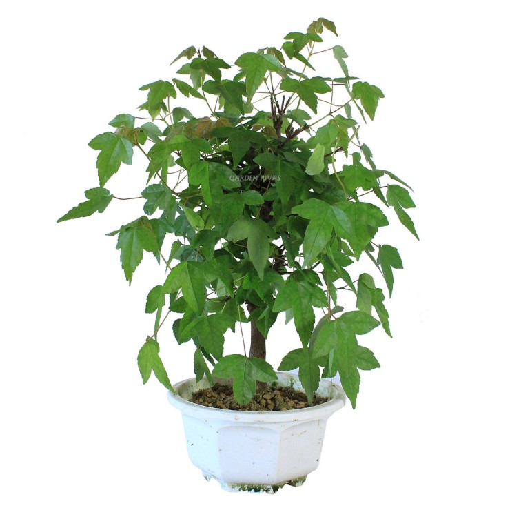 ACER BUERGERIANUM. Bonsái importado de Japón