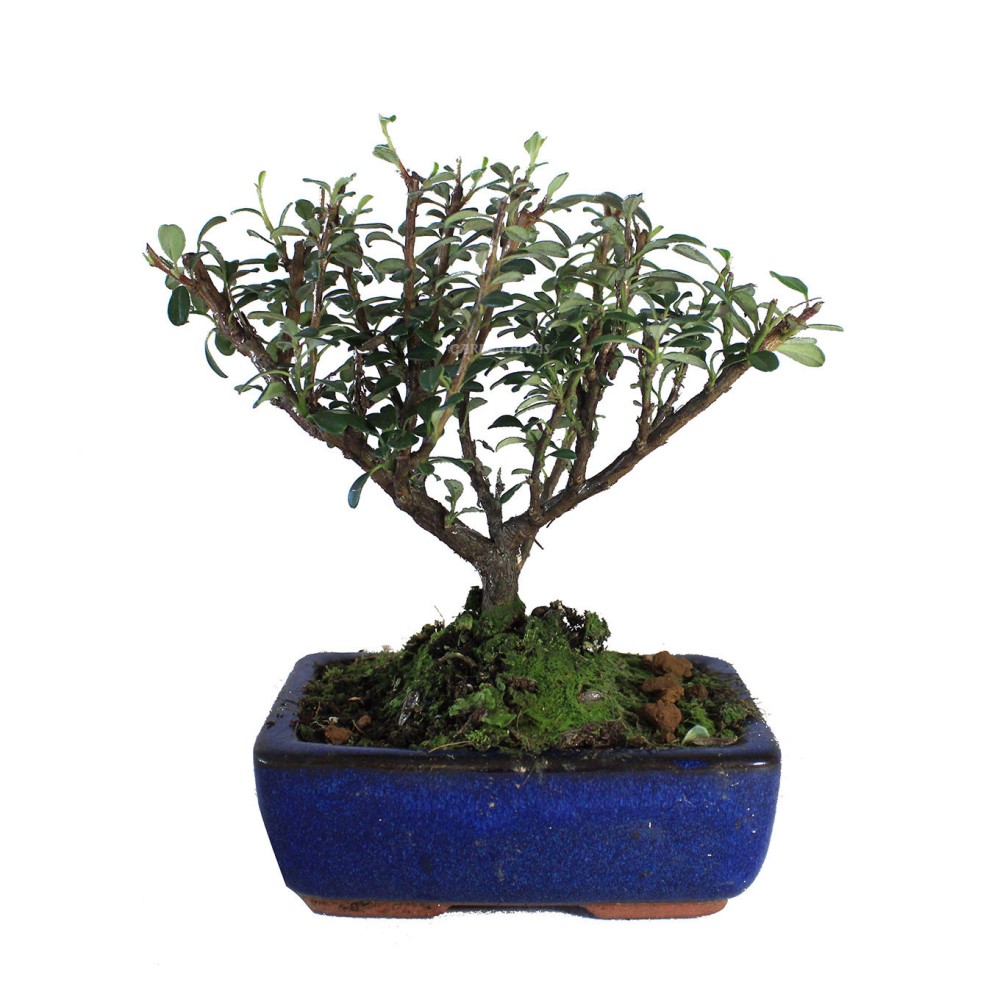 COTONEASTER SP. Bonsái de Cotoneaster Garden Rivas