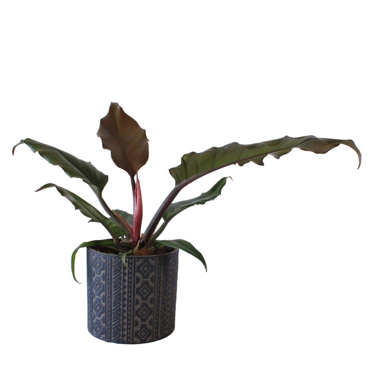 Philodendron caramel