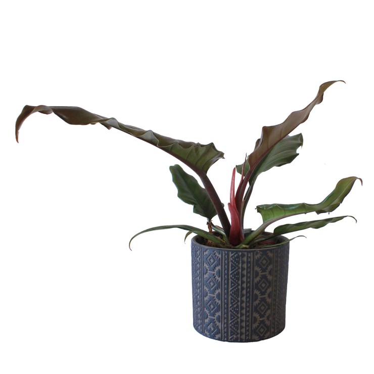 Philodendron caramel
