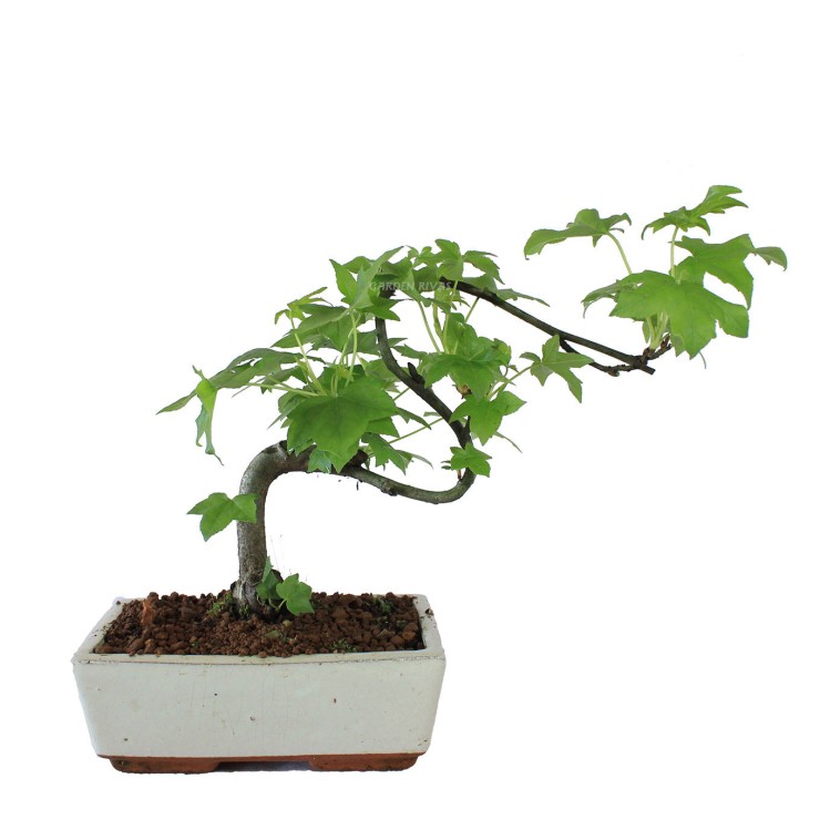 LIQUIDAMBAR. 8 años.