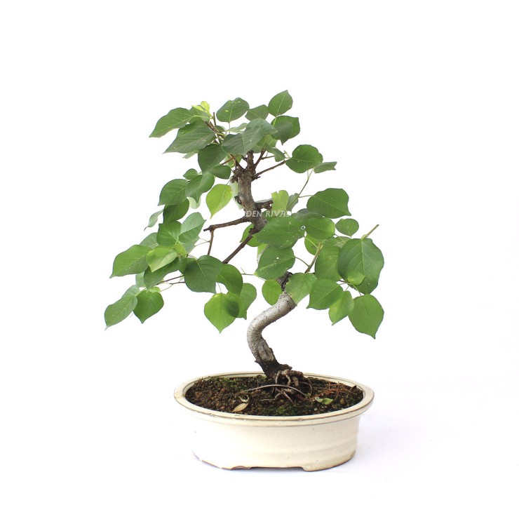 Prunus mahaleb 12 años bonsái mediterráneo