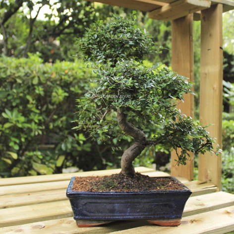 zelkova parvifolia, 10   años,bonsái  olmo chino exterior