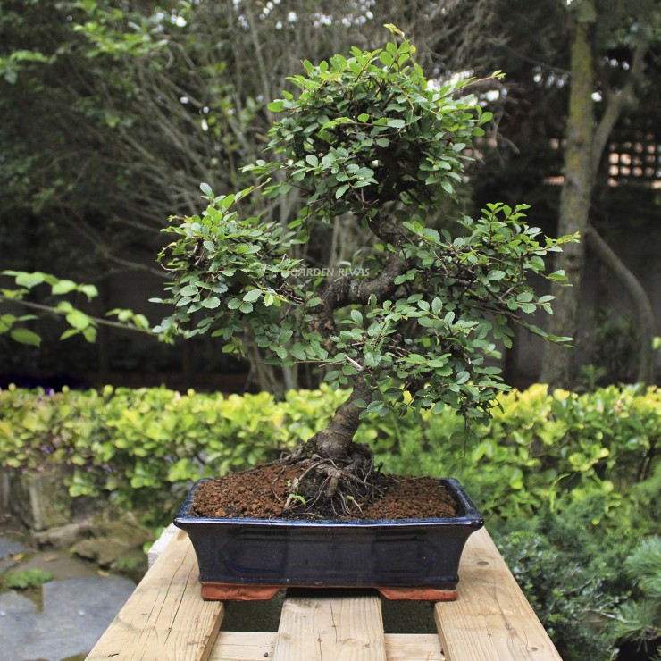 zelkova parvifolia, 16 años,bonsái  olmo chino exterior