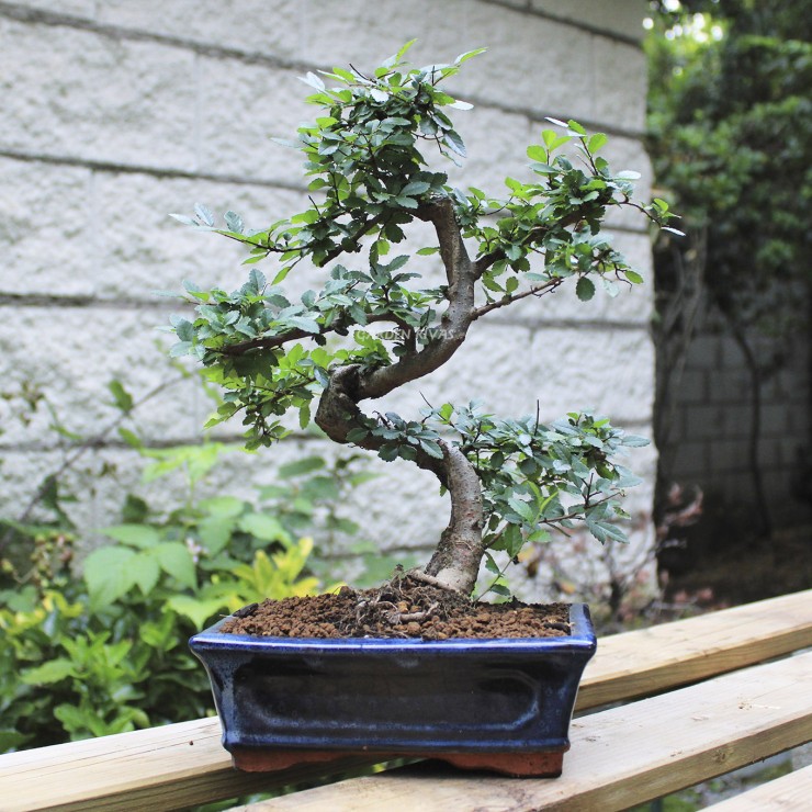 zelkova parvifolia,8 años, bonsái  olmo chino exterior