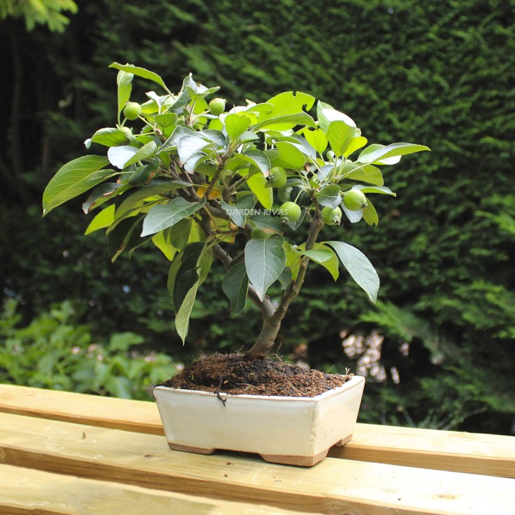 Malus 8 años bonsái exterior mediterráneo