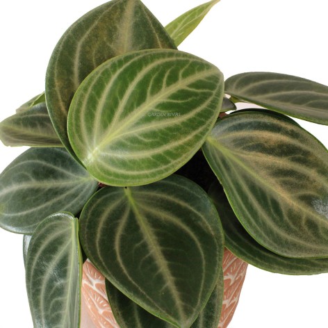 Peperomia Sarcophylla 'Mythique fly ears'