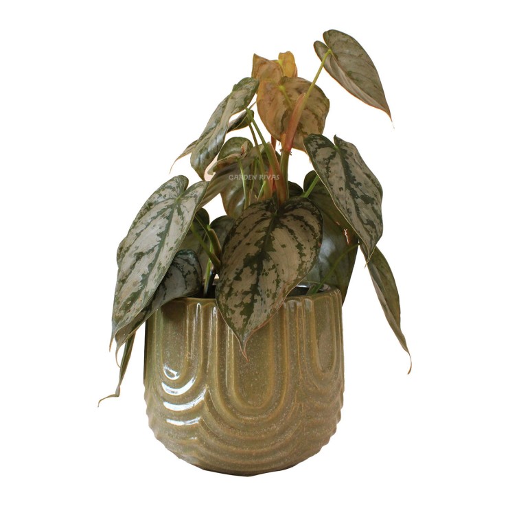 Philodendron Brandy