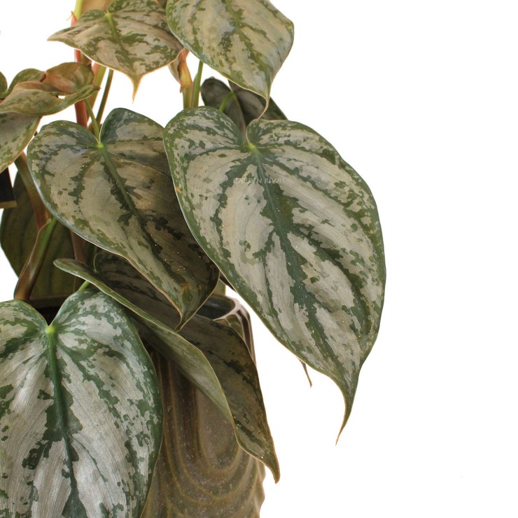 Philodendron Brandy