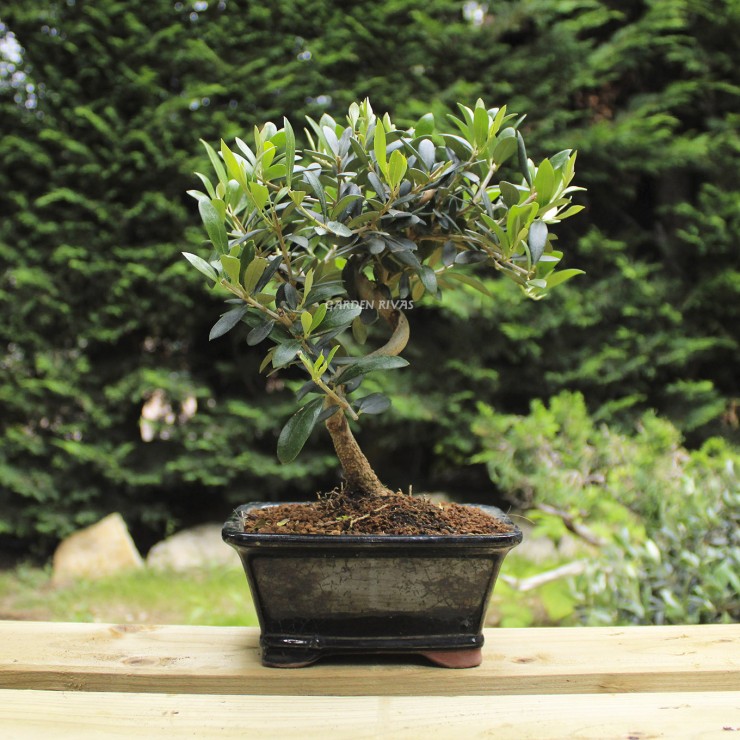 olea europaea 8 años bonsái exterior mediterráneo