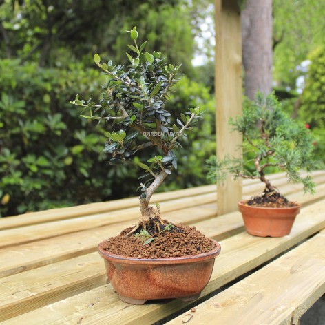 olea sylvestris  7 años bonsái exterior mediterráneo
