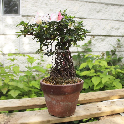 Rhododendron indicum, importación Japón .exterior