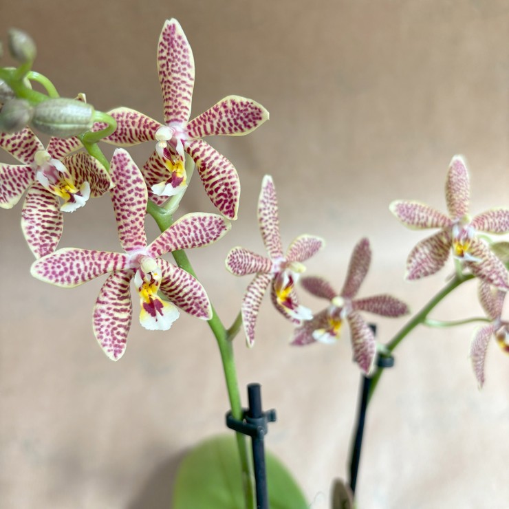 Orquídea 'Spider'. Phalaenopsis