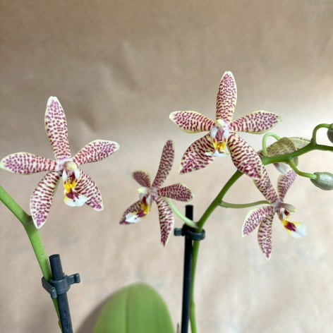 Orquídea 'Spider'. Phalaenopsis