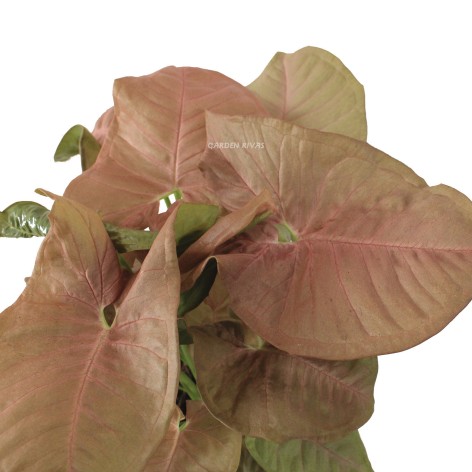 Syngonium Neon Robusta XL