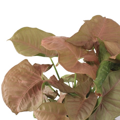 Syngonium Neon Robusta XL