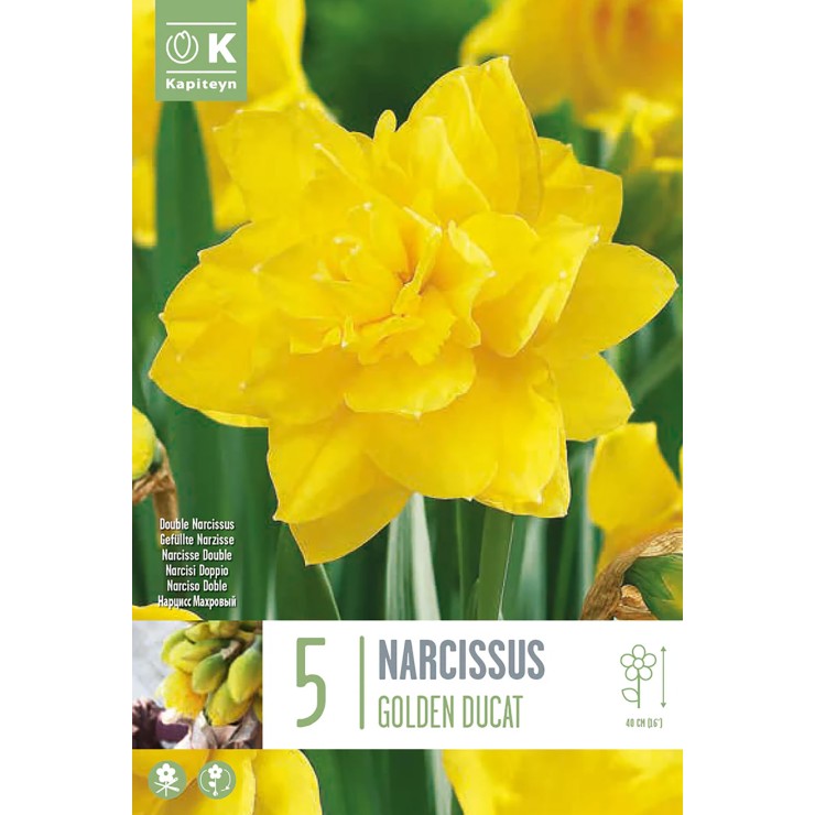 Narciso 'Golden Ducat', 5 uds