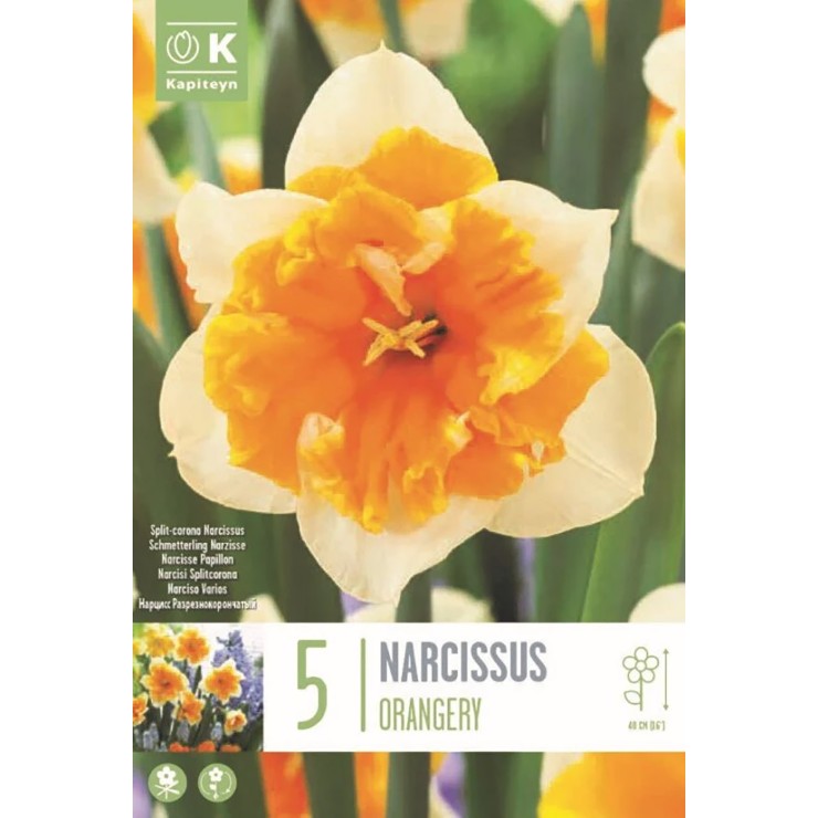 Narciso 'Orangery', 5 uds