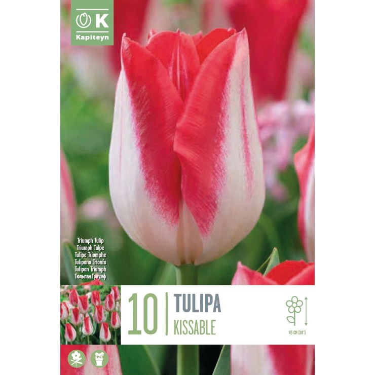 Tulipán 'Kissable', 10 ud