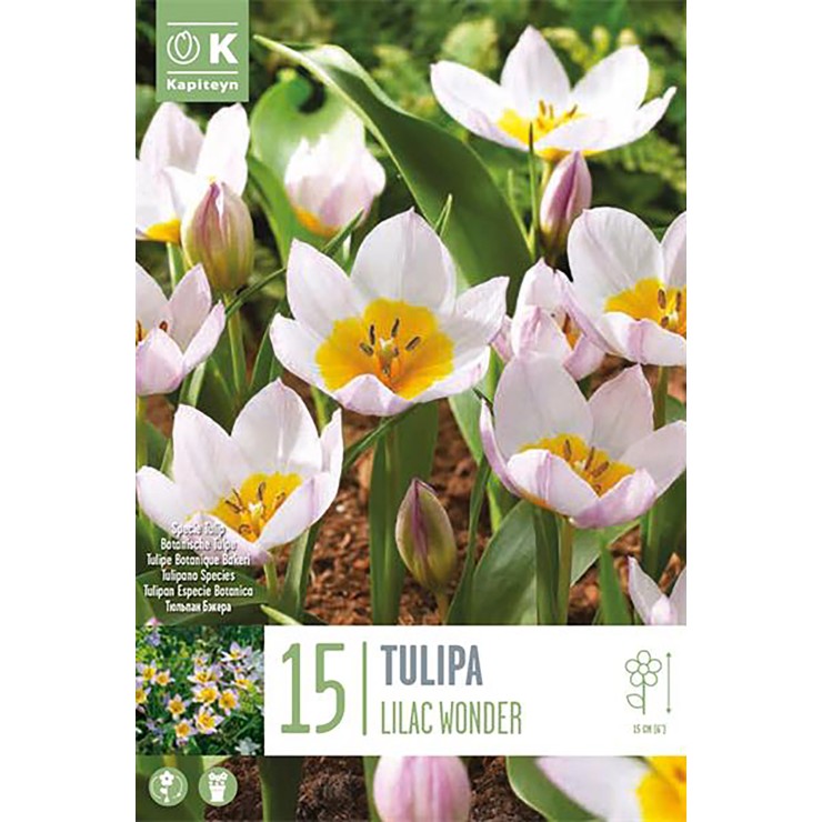 Tulipán 'Lilac Wonder', 15 ud