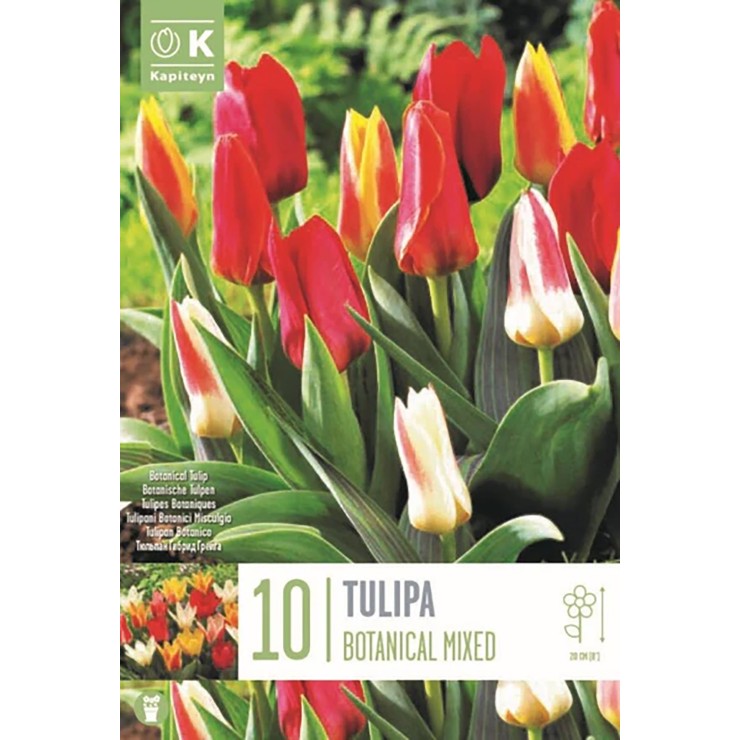 Tulipán botánico colores...