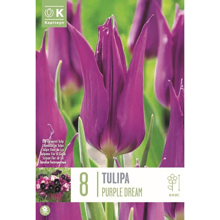 Tulipán flor de Lis 'Purple...