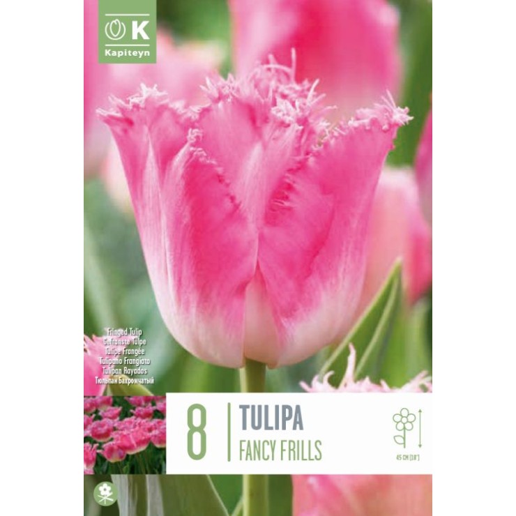 Tulipán 'Fancy Frills', 8 ud