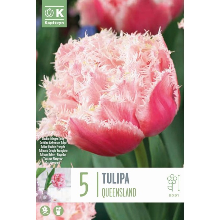 Tulipán doble 'Queensland',...