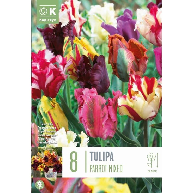 Tulipán Parrot colores...