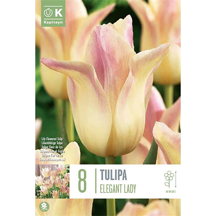 Tulipán flor de Lis...