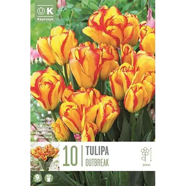 Tulipán 'Outbreak', 10 ud