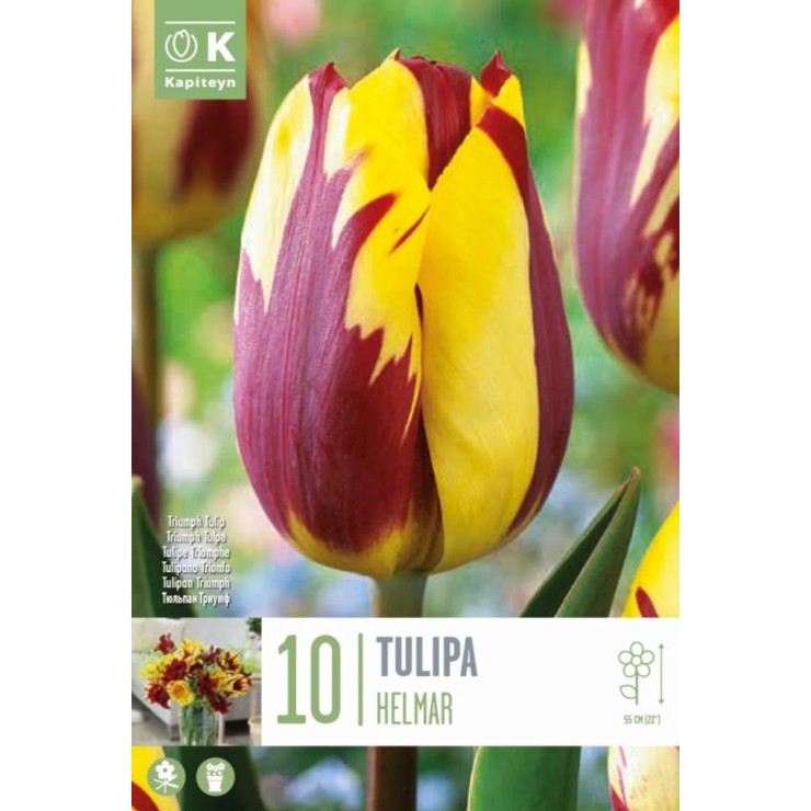 Tulipán 'Helmar', 10 ud