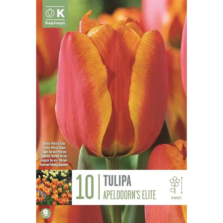 Tulipán Darwin híbrido,...