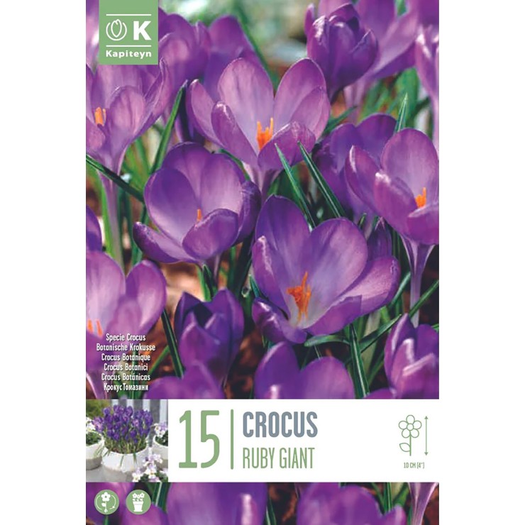 Crocus 'Ruby Giant', 15 ud